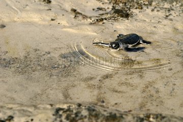 Junge grüne Schildkröte schwimmen Mayotte Comoros
