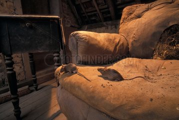 Two Common House Mice running on an old armchair France