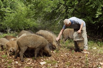 Nourrissage a group of Wild boar France