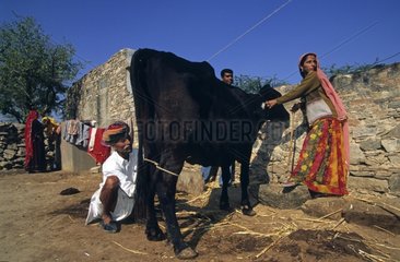 Young girl helping her father to tie a cow Tiloni India