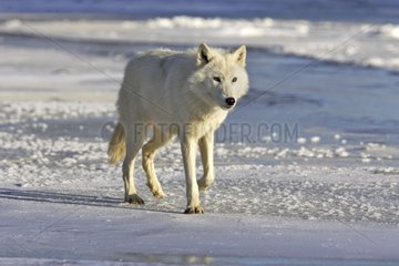 Wolf in the snow in the USA