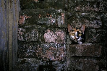 Cat with its head in the hole of a wall India