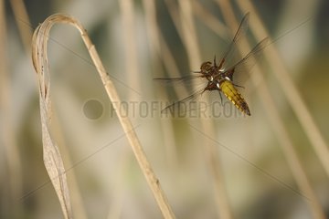 Landing of a Broad-bodied Chaser France