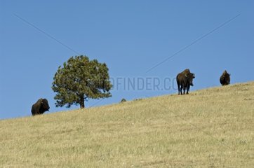 Bison Custer State Park Black Hills South Dakota USA