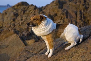 Jack Russel Terrier mit einem Schal im Winter Frankreich
