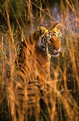 Junger männlicher Bengal Tiger PN Bandhavgarth Indien