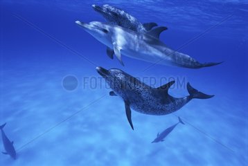 Atlantic spotted dolphin Atlantic Ocean Bahamas