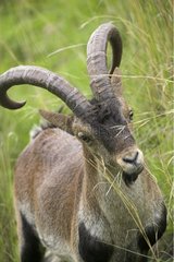 Porträt eines spanischen Ibex