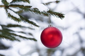 Christmas ball on a snowy Christmas tree