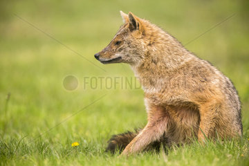 European jackal (Canis aureus moreoticus)  Danube Delta  Romania