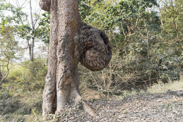 Burf (American english)  or bur or burr on a bark of a tree  Kaziranga National Park  State of Assam  India
