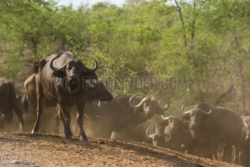African Buffalo (Syncerus Caffer) in dust  South Africa  Kruger national park