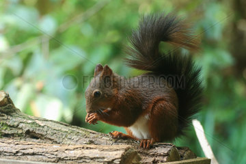 Red squirrel (Sciurus vulgaris) eating  Illfurth  Haut-Rhin  Alsace  France