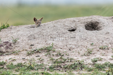 Jackal (Canis mesomelas)  young curious emerging from the termite mound where he is hidden with others from the range  Masai-Mara Reserve  Kenya