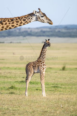 Masai Giraffe (Giraffa camelopardalis tippelskirchi)  female and its young  Masai-Mara National Reserve  Kenya