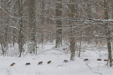Wild boar (Sus scrofa) piglets running in a snowy undergrowth  Ardennes  Belgium