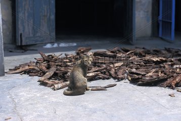 Katze vor einem Vorrat Holz am Boden Burma