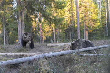Brown bear (Ursus arctos) couple before mating session in forest  Finland