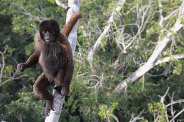 Woolly Monkey Icamaperou Sanctuary high Amazon Peru