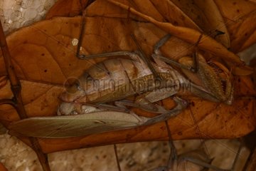 Mating of Mantids under a leaf in a breeding