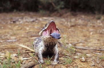 Shingleback Lizard in posture of intimidation Australia