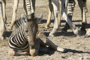 Young Burchell's zebra resting near adults Etosha NP Namibia