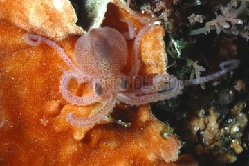 Juvenile Octopus auf Bryozoen Sardinien Italia