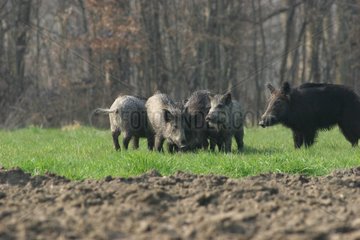 Group of Wild boar France