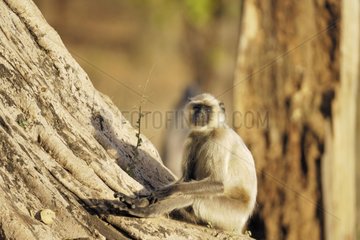 Hanuman Langur sitzt auf einem Baumstamm Indien