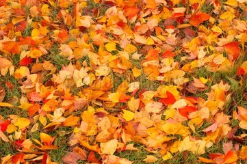 Herbstblätter auf dem Boden