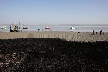 Oil pollution on grassweed bed of Loire river estuaryestuary