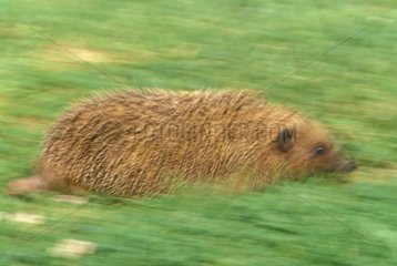 Western European Hedgehog running in the grass France