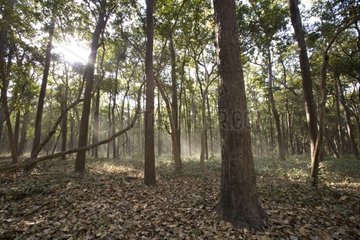 Dry forest Dudhwa National Park Uttar Pradesh India