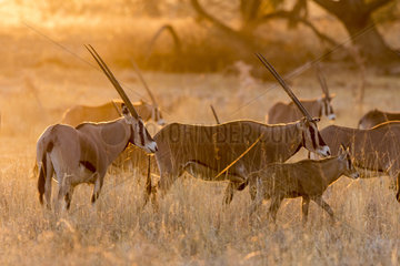 Beisa Oryx (Oryx beisa)  male and young  Samburu Reserve  northern Kenya