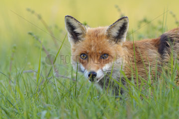 Portrait of Red Fox (Vulpes vulpes) on a meadow in spring  Hesse  Germany