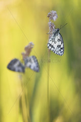 Marbled White (Melanargia galathea) in a humid area of the bocage bourbonnais one evening of June  Auvergne  France