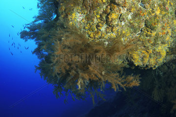 Black coral (Antipathes wollastoni)  El Hierro  Canary Islands.