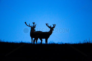 Red Deer (Cervus elaphus) silhouettes of males at night  Ardennes  Belgium