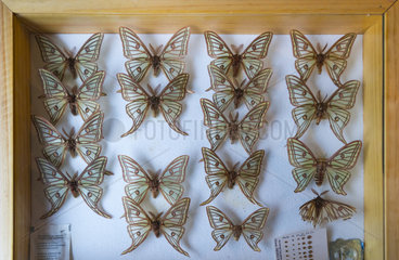 Scientific studies on butterfly Spanish moon moth (Graellsia isabellae)  The Ports Natural Park  Terres de L'Ebre  Tarragona  Catalonia  Spain  Europe