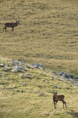 Red Deer (Cervus elaphus) face to face during the rut  Abruzzo  Italy