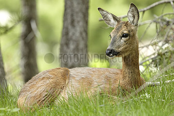 Roe deer (Capreolus capreolus) at rest in spring  Mercantour National Park  Alps  France