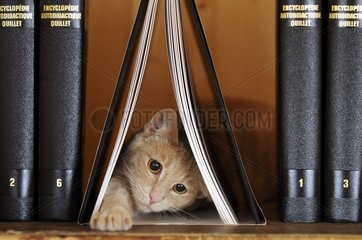 Male European red tabby cat playing on a bookshell