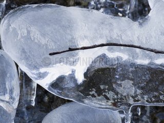 Branch covered with ice in winter Quebec Canada