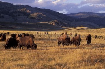 Troupeau de Bisons d'Amérique PN Yellowstone Etats-Unis