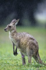 Kangourou gris de l'est sous la pluie Australie
