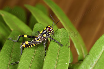 Grasshopper (Orthoptera sp)  Andasibe  Perinet  Alaotra-Mangoro Region  Madagascar