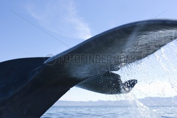 Tail of a Blue whale Gulf of California USA