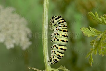 Caterpillar of Old world swallowtail on stem before molting