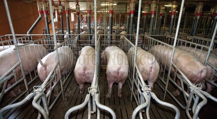 Sows in Motherhood in a pig farm