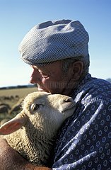 Berger et mouton en Provence